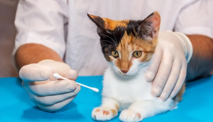 Cara Mengatasi Jamur pada Kucing Panduan Lengkap dan Terperinci